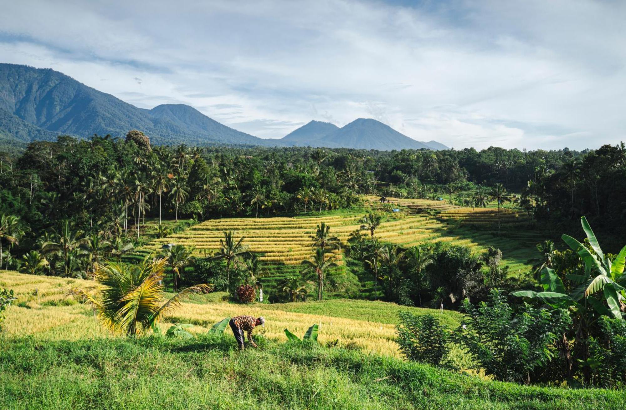 Oemah Tepi Sawah Villa จาตีลูวีห์ ภายนอก รูปภาพ